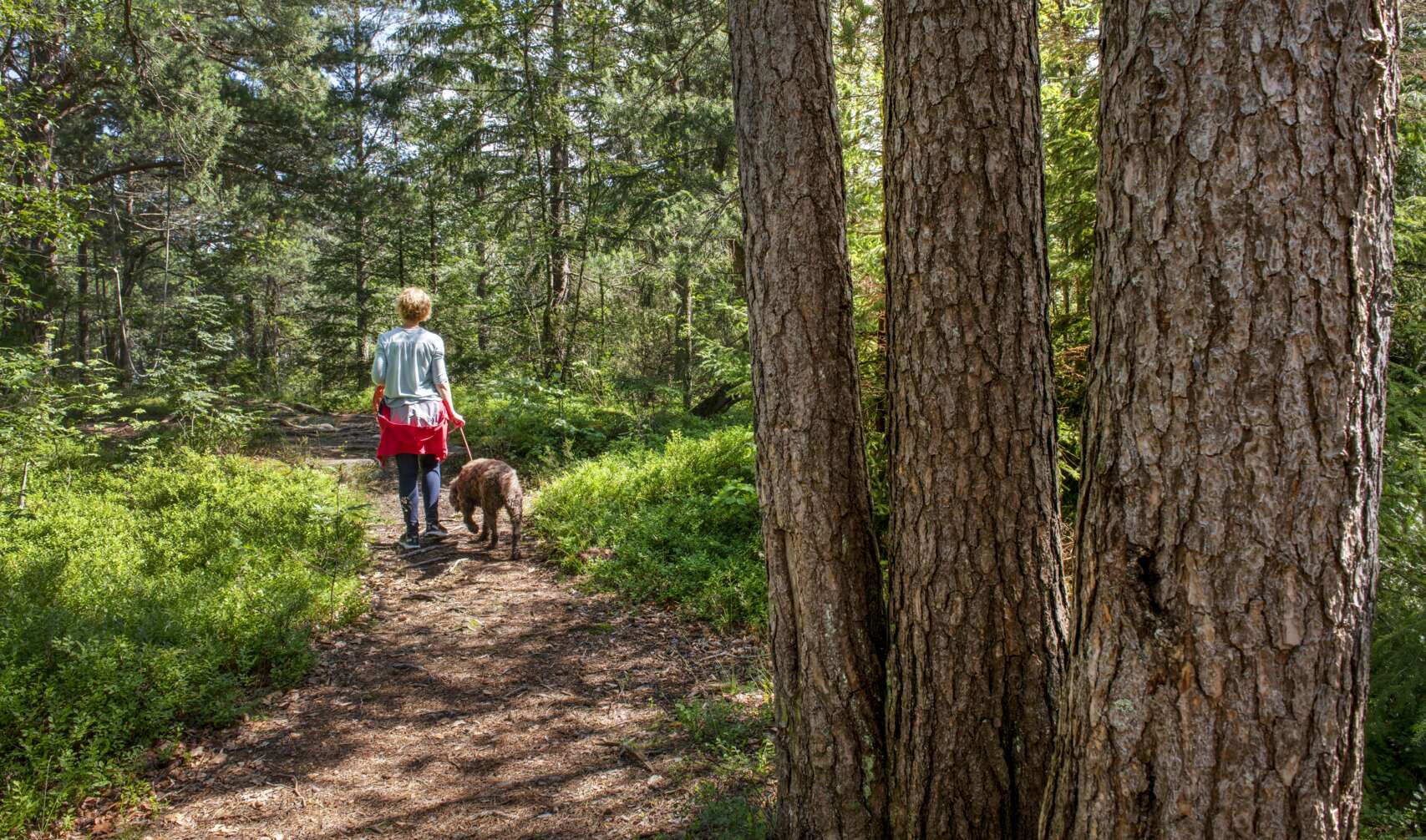 Kvinna går med hund på en skogsstig.